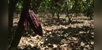 Cacao peruano: precios sobre los US$5.000, mayor demanda y el reto de producir sin deforestar