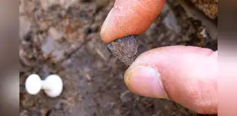 Dos piedras pequeñas descubiertas en Inglaterra podrían cambiar la historia de la humanidad Dos piedras pequeñas descubiertas en Inglaterra podrían cambiar la historia de la humanidad