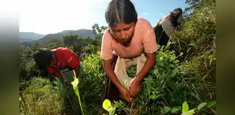 Sembrío de coca en Bolivia crece un 10% en 2024 y el gobierno de Paz culpa a la “permisividad de la izquierda” Sembrío de coca en Bolivia crece un 10% en 2024 y el gobierno de Paz culpa a la “permisividad de la izquierda”