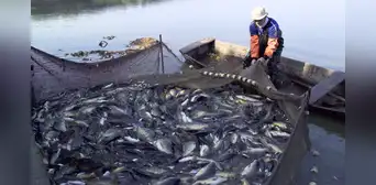 Perú sufre fuerte golpe exportador tras decisión de EE.UU. de bloquear pesca de perico por daño ambiental de redes