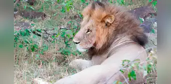 Los científicos se alertan al observar un nuevo comportamiento de los leones africanos: “Es muy grave” Los científicos se alertan al observar un nuevo comportamiento de los leones africanos: “Es muy grave”