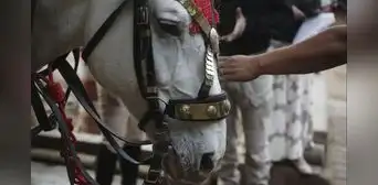 Poder Judicial ordena a la Municipalidad de Lima cancelar el uso de caballos en calesas que pasean en el Centro de Lima Poder Judicial ordena a la Municipalidad de Lima cancelar el uso de caballos en calesas que pasean en el Centro de Lima