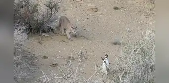 Los pumas de la Patagonia comenzaron a cazar pingüinos y los científicos observan un comportamiento extraño: ya no son solitarios Los pumas de la Patagonia comenzaron a cazar pingüinos y los científicos observan un comportamiento extraño: ya no son solitarios
