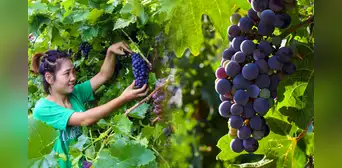 El país de Asia que podría superar a Perú como el mayor exportador mundial de uvas en 2026 El país de Asia que podría superar a Perú como el mayor exportador mundial de uvas en 2026