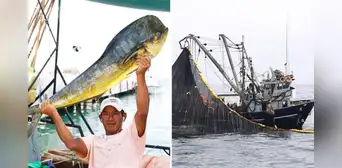 Perú sufre fuerte golpe exportador tras decisión de EE.UU. de bloquear pesca de perico por daño ambiental de redes Perú sufre fuerte golpe exportador tras decisión de EE.UU. de bloquear pesca de perico por daño ambiental de redes