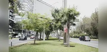 Al menos 30 mil m² de áreas verdes serían removidas por obras viales impulsadas por la Municipalidad de Lima