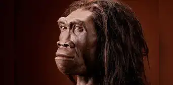 Científicos reconstruyen el rostro de un Homo erectus de 1.5 millones de años que complica la compresión de la evolución humana