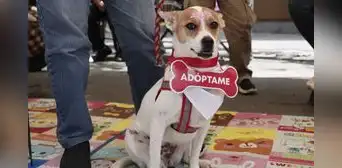 Última edición del “Adoptatón 2025” busca cambiar la vida de más de 50 animales rescatados Última edición del “Adoptatón 2025” busca cambiar la vida de más de 50 animales rescatados