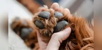 Condenan a tres años de prisión a suboficial PNP que envenenó a dos perros en San Martín de Porres Condenan a tres años de prisión a suboficial PNP que envenenó a dos perros en San Martín de Porres
