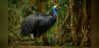 Esta es la ave más peligrosa del planeta y su rol es clave para cuidar los bosques tropicales Esta es la ave más peligrosa del planeta y su rol es clave para cuidar los bosques tropicales