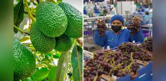 Exportaciones agrícolas peruanas alcanzan cifra histórica: 3 millones de toneladas de 540 tipos de productos llegan a 115 destinos en el mundo, según Senasa