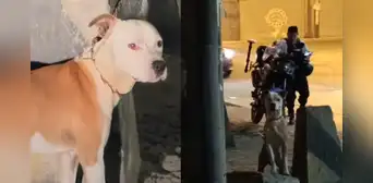 Rescatan a perrita que fue abandonada y encadenada a un poste durante más de 10 horas en Cercado de Lima