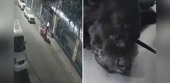 Sujeto ataca brutalmente a dos perros y les provoca graves heridas en San Martín de Porres Sujeto ataca brutalmente a dos perros y les provoca graves heridas en San Martín de Porres