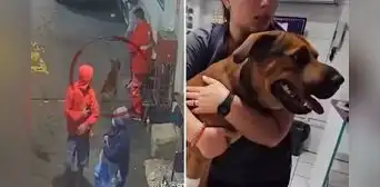 Delincuentes disparan a un perro y lo dejan gravemente herido durante asalto a grifo en San Martín de Porres Delincuentes disparan a un perro y lo dejan gravemente herido durante asalto a grifo en San Martín de Porres
