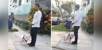 Joven causa sensación al pasear su chanchito en San Isidro y desata reacciones: "Se salvó de la cena navideña"
