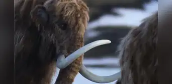Científicos creyeron que eran huesos de mamut y los conservaron durante 70 años, pero resultaron ser de un animal completamente diferente Científicos creyeron que eran huesos de mamut y los conservaron durante 70 años, pero resultaron ser de un animal completamente diferente