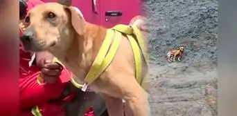 Bombero arriesga su vida para rescatar a perrito atrapado en acantilado de la Costa Verde en Barranco Bombero arriesga su vida para rescatar a perrito atrapado en acantilado de la Costa Verde en Barranco