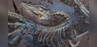 China posee la respuesta sobre el origen del vuelo de las aves: un fósil jurásico descubierto desafía las teorías actuales China posee la respuesta sobre el origen del vuelo de las aves: un fósil jurásico descubierto desafía las teorías actuales