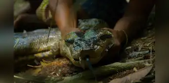 Descubren una nueva especie de anaconda gigante y mide más de 5 metros de largo: los machos y las hembras son increíblemente diferentes