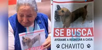 Mujer con discapacidad visual busca a ‘Chavito’, su perro que se perdió tras ser atropellado: “Si pudiera saldría a buscarlo”