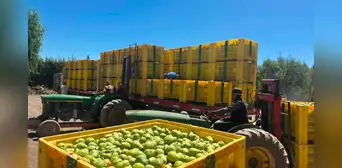 Este país de América Latina es el mayor exportador de peras y se ubica en el top 4 mundial: envía 325.500 toneladas al año Este país de América Latina es el mayor exportador de peras y se ubica en el top 4 mundial: envía 325.500 toneladas al año