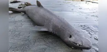 Científicos descubren una extraña especie de tiburón foca en el litoral de España Científicos descubren una extraña especie de tiburón foca en el litoral de España