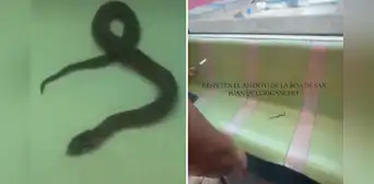 ¡Inédito! Usuarios de la Línea 1 del Metro de Lima hallan pequeña serpiente dentro del vagón y causa pánico entre los pasajeros ¡Inédito! Usuarios de la Línea 1 del Metro de Lima hallan pequeña serpiente dentro del vagón y causa pánico entre los pasajeros