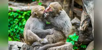 Las relaciones entre primates del mismo sexo fortalecen sus vínculos sociales y favorecen su supervivencia, según estudio Las relaciones entre primates del mismo sexo fortalecen sus vínculos sociales y favorecen su supervivencia, según estudio