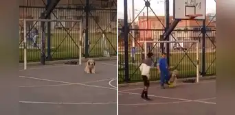 El sorprendente arquero de cuatro patas que deslumbró en un partido de fútbol entre amigos en Argentina El sorprendente arquero de cuatro patas que deslumbró en un partido de fútbol entre amigos en Argentina