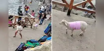 Familia peruana causa furor al llevar a su cordero a playa de Trujillo: “Con lana todo se puede” Familia peruana causa furor al llevar a su cordero a playa de Trujillo: “Con lana todo se puede”