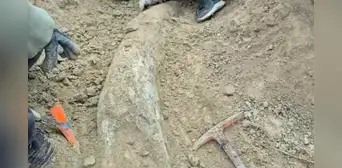Investigadores argentinos descubren el colmillo gigante de un mamífero de 5 toneladas que vivió en la Edad de Hielo