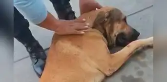 Adulta mayor es acusada de asesinar a un perrito sin hogar en Villa El Salvador Adulta mayor es acusada de asesinar a un perrito sin hogar en Villa El Salvador