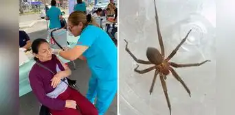 Alerta del Minsa por picadura de araña doméstica en Perú: síntomas pueden agravarse y causar la muerte Alerta del Minsa por picadura de araña doméstica en Perú: síntomas pueden agravarse y causar la muerte