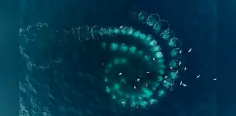 Científicos revelan que este animal del océano fabrica "herramientas" para mejorar hasta en 7 veces la caza contra sus presas Científicos revelan que este animal del océano fabrica "herramientas" para mejorar hasta en 7 veces la caza contra sus presas