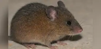 Hallazgo científico sin precedentes en Perú: confirman nueva especie de roedor andino en Cajamarca Hallazgo científico sin precedentes en Perú: confirman nueva especie de roedor andino en Cajamarca