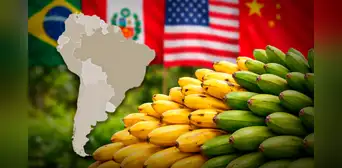 El país de América Latina que supera a Perú y Brasil con la mayor exportación de bananas, una fruta muy deseada por EE.UU. y China El país de América Latina que supera a Perú y Brasil con la mayor exportación de bananas, una fruta muy deseada por EE.UU. y China
