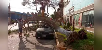 Vecinos advierten el colapso de varios árboles en la ciudad de Chiclayo Vecinos advierten el colapso de varios árboles en la ciudad de Chiclayo
