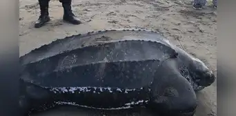 Tortuga laúd es hallada muerta en playa Los Palos, Tacna: especie se encuentra en peligro de extinción Tortuga laúd es hallada muerta en playa Los Palos, Tacna: especie se encuentra en peligro de extinción