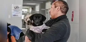 ¡Atención dueños de mascotas! Municipalidad de Los Olivos lanza campaña veterinaria gratuita para perros y gatos este viernes 6 de febrero ¡Atención dueños de mascotas! Municipalidad de Los Olivos lanza campaña veterinaria gratuita para perros y gatos este viernes 6 de febrero