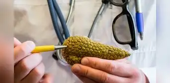 Científicos curan el cáncer de páncreas en ratones: ¿podría llegar a probarse el tratamiento en humanos? Científicos curan el cáncer de páncreas en ratones: ¿podría llegar a probarse el tratamiento en humanos?