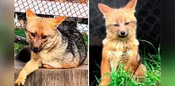 Run Run, el zorro andino rescatado en Lima, tiene pareja y forma una familia con tres crías en Cajamarca Run Run, el zorro andino rescatado en Lima, tiene pareja y forma una familia con tres crías en Cajamarca