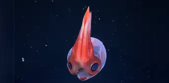 Una expedición en aguas profundas de Sudamérica descubre 28 posibles nuevas especies, incluida una medusa “fantasma”