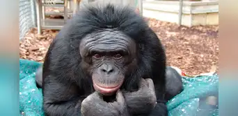 Científicos colocaron dos tazas frente a un chimpancé: hizo algo que se creía exclusivo de los humanos Científicos colocaron dos tazas frente a un chimpancé: hizo algo que se creía exclusivo de los humanos