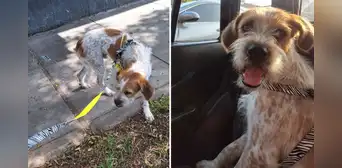 Encuentran perrito adulto en Lince y piden apoyo para reunirlo con su familia o conseguir adopción temporal Encuentran perrito adulto en Lince y piden apoyo para reunirlo con su familia o conseguir adopción temporal