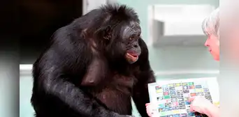 Científicos colocaron dos tazas frente a un chimpancé: hizo algo que se creía exclusivo de los humanos