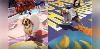 Perrito se roba el corazón de los asistentes con su increíble baile en la Fiesta de la Candelaria en Puno