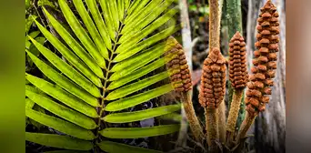 Científicos descubren en Perú una nueva especie de planta de la era de los dinosaurios: vive en ambientes inundables del Amazonas Científicos descubren en Perú una nueva especie de planta de la era de los dinosaurios: vive en ambientes inundables del Amazonas
