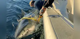 Avistan el tiburón blanco macho más grande del mundo: pesa 770 kilos, mide más de 4 metros y sorprende a los científicos