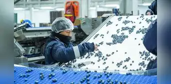 Perú se consolida como líder en exportación de arándanos y supera los US$2.400 millones en ventas durante el 2025