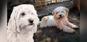 Chaku cusqueño, el perro protector de los Andes, busca ser reconocido como nueva raza oficial del Perú: "Es de trabajo y muy valeroso"